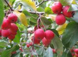 Malus prunifolia