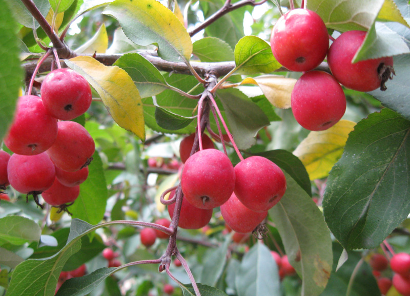 Image of Malus prunifolia specimen.