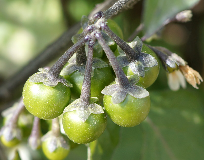 Изображение особи Solanum nigrum.