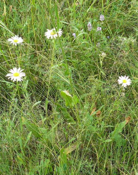 Изображение особи Leucanthemum ircutianum.