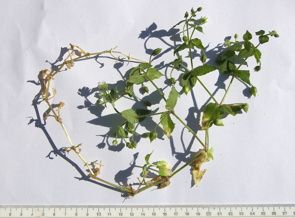 Image of Myosoton aquaticum specimen.