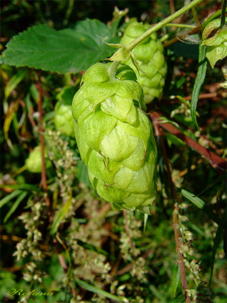 Изображение особи Humulus lupulus.