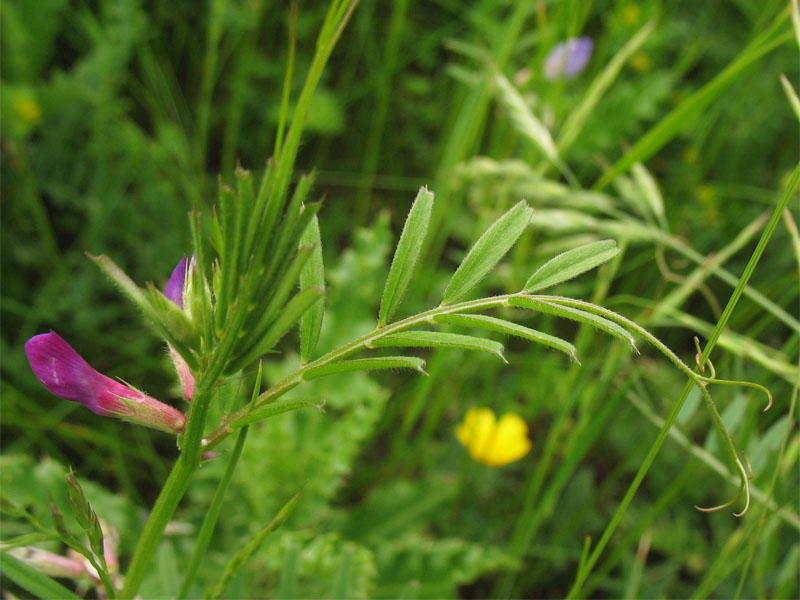 Image of Vicia angustifolia specimen.