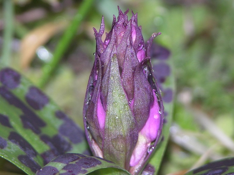 Image of Dactylorhiza aristata specimen.