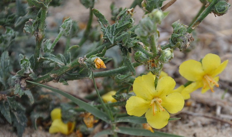 Image of Verbascum pinnatifidum specimen.