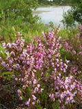 Calluna vulgaris