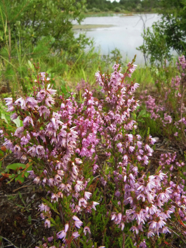 Изображение особи Calluna vulgaris.