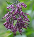 Cestrum &times; cultum