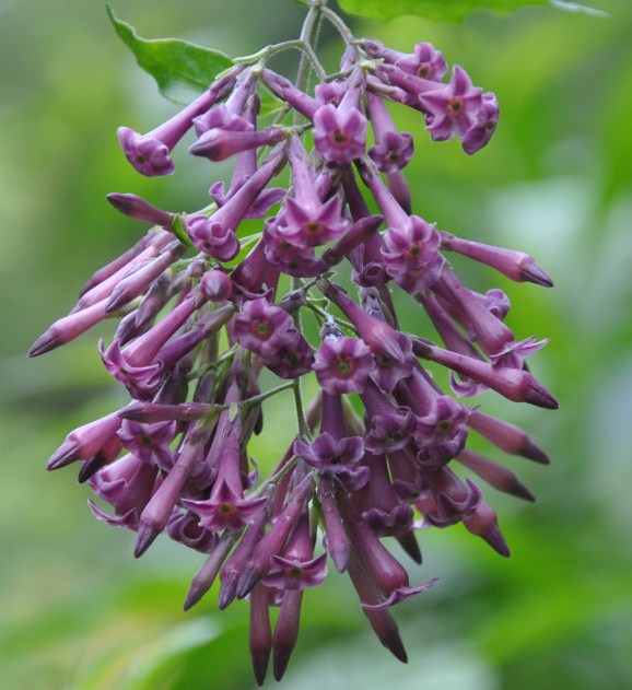 Image of Cestrum × cultum specimen.