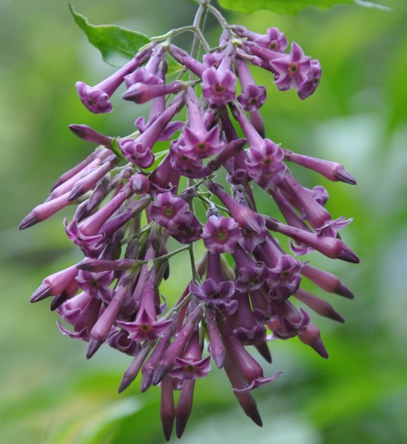 Изображение особи Cestrum cultum.