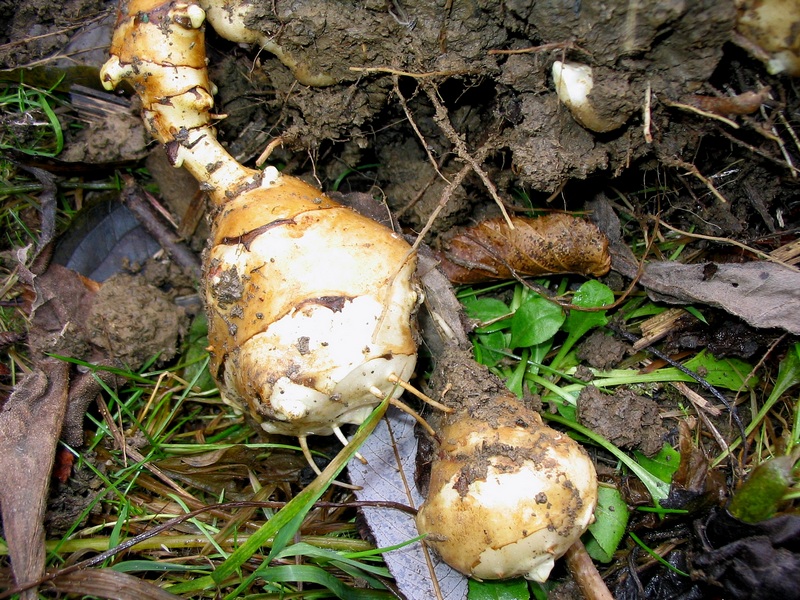 Image of Helianthus tuberosus specimen.