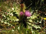 Cirsium esculentum