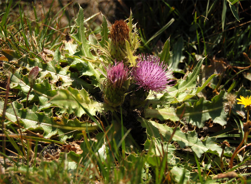 Изображение особи Cirsium esculentum.