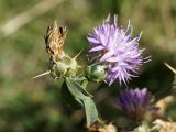 Centaurea iberica. Верхушка побега с соцветием и незрелым соплодием. Кыргызстан, Чуйская обол., с. Восток, между кладбищем и водоемом. 11.09.2015.