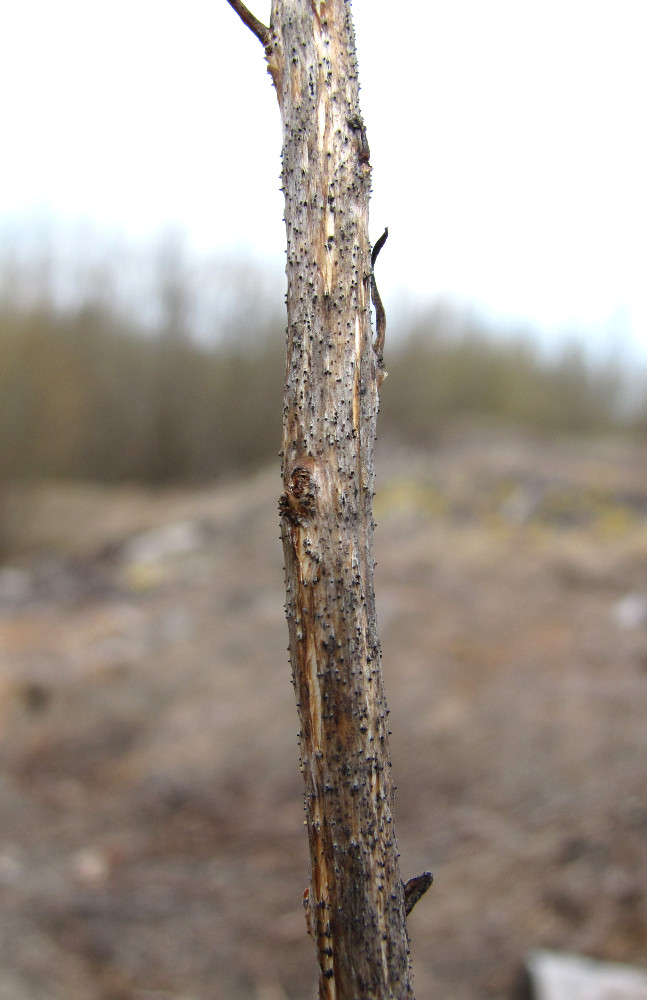 Image of Chamaenerion angustifolium specimen.