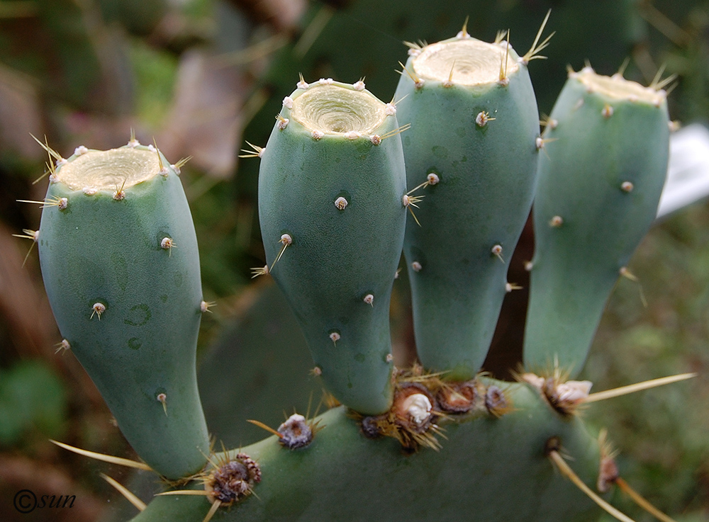 Изображение особи Opuntia engelmannii ssp. lindheimeri.