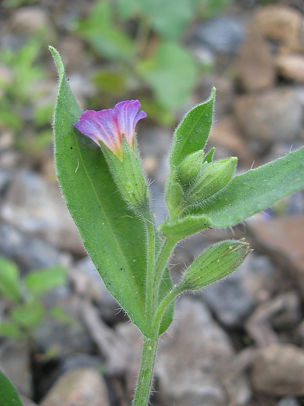 Image of Nonea versicolor specimen.