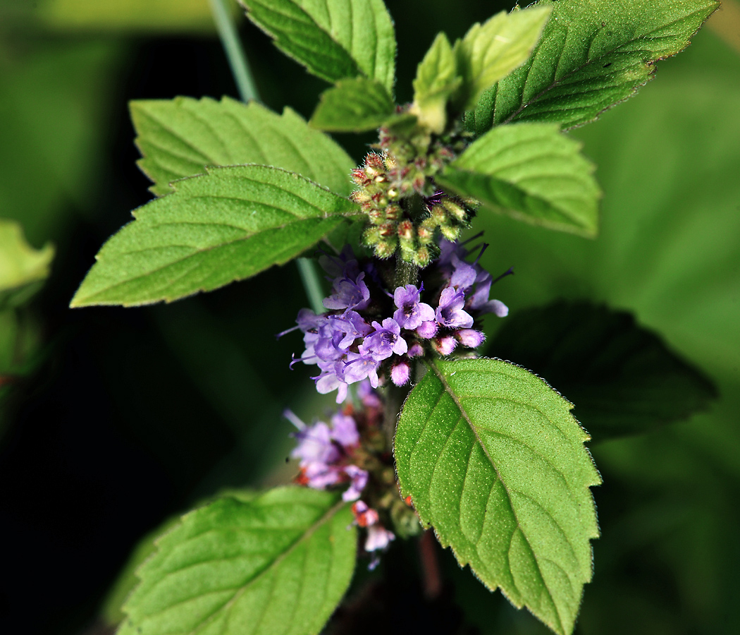 Image of Mentha arvensis specimen.