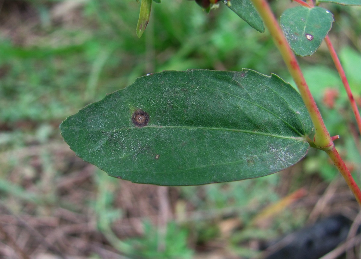 Image of Euphorbia nutans specimen.