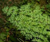 Selinum carvifolia. Листья. Московская обл., Раменский р-н, окр. ж.-д. платформы Хрипань, смешанный лес у ЛЭП, просека. 22.06.2015.