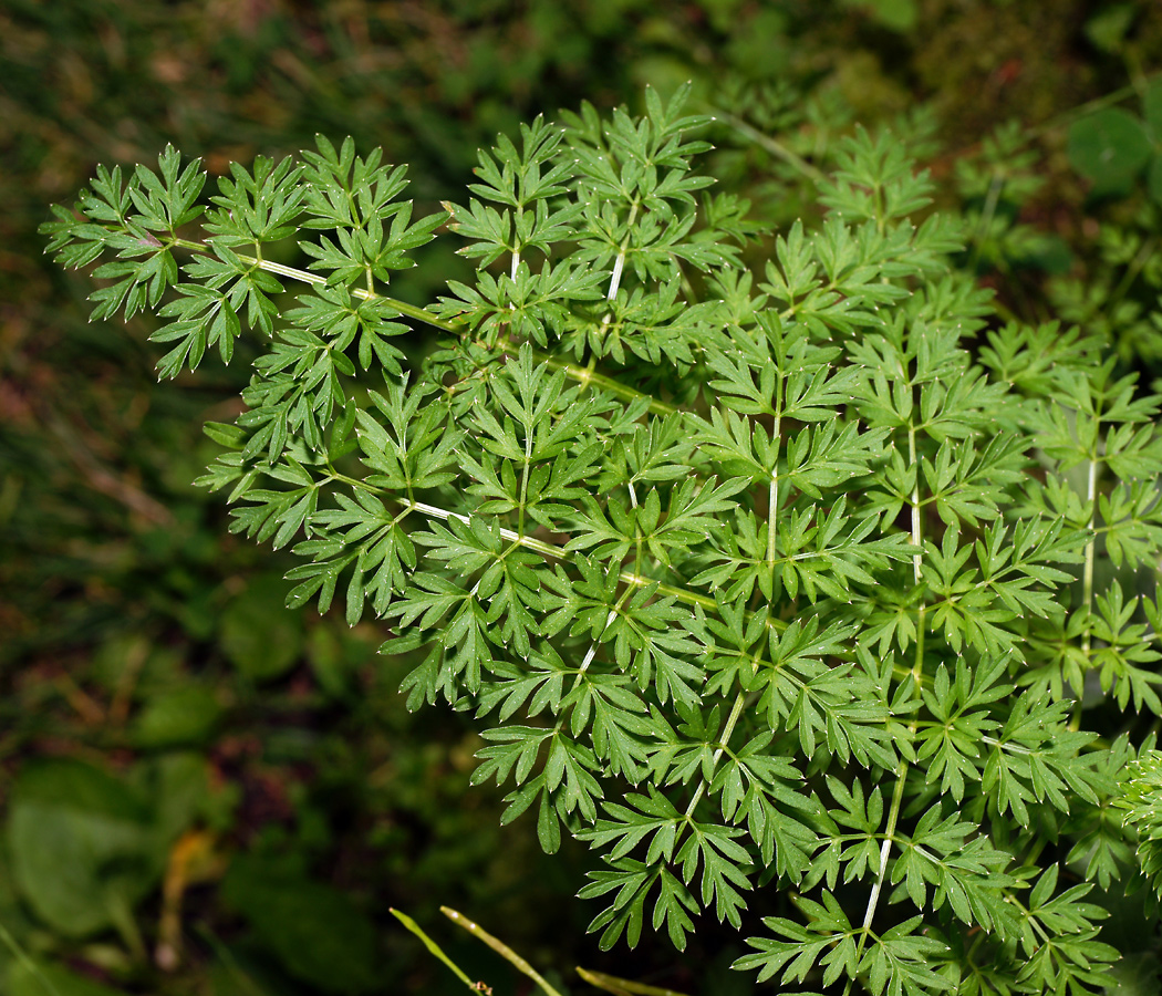 Изображение особи Selinum carvifolia.