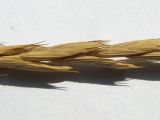 Agropyron fragile