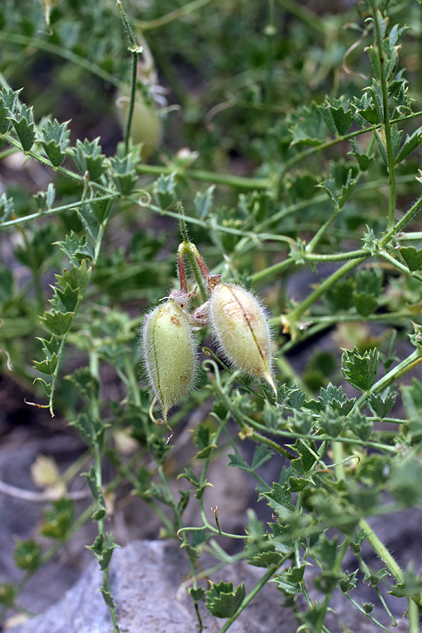 Image of Cicer flexuosum specimen.