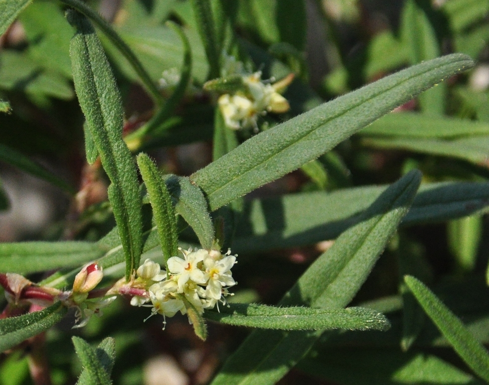 Изображение особи Aconogonon ocreatum var. laxmannii.