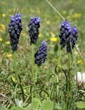 Muscari neglectum