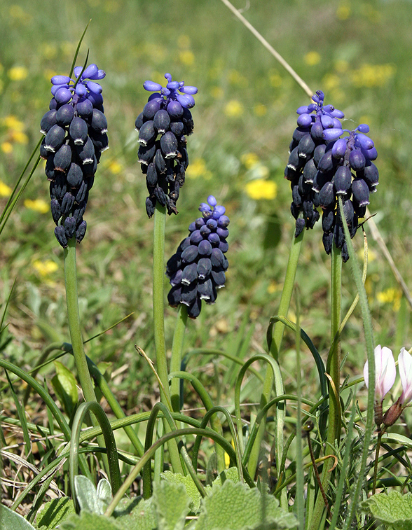 Изображение особи Muscari neglectum.