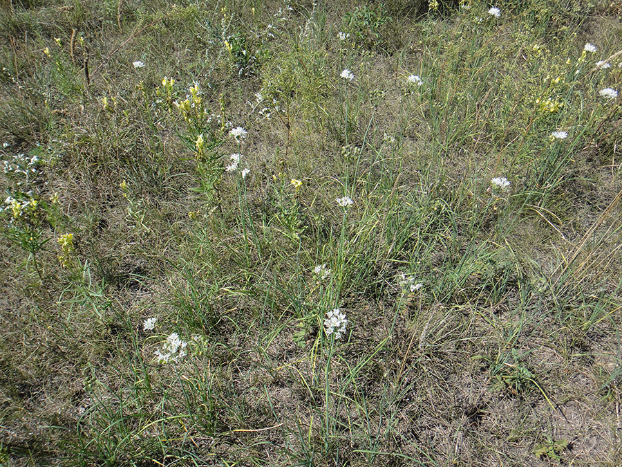 Image of Allium ramosum specimen.