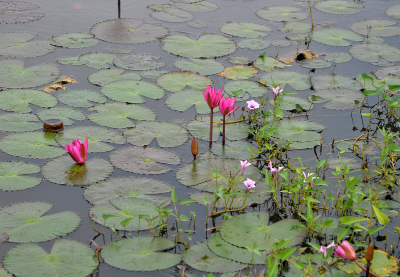 Изображение особи Nymphaea rubra.