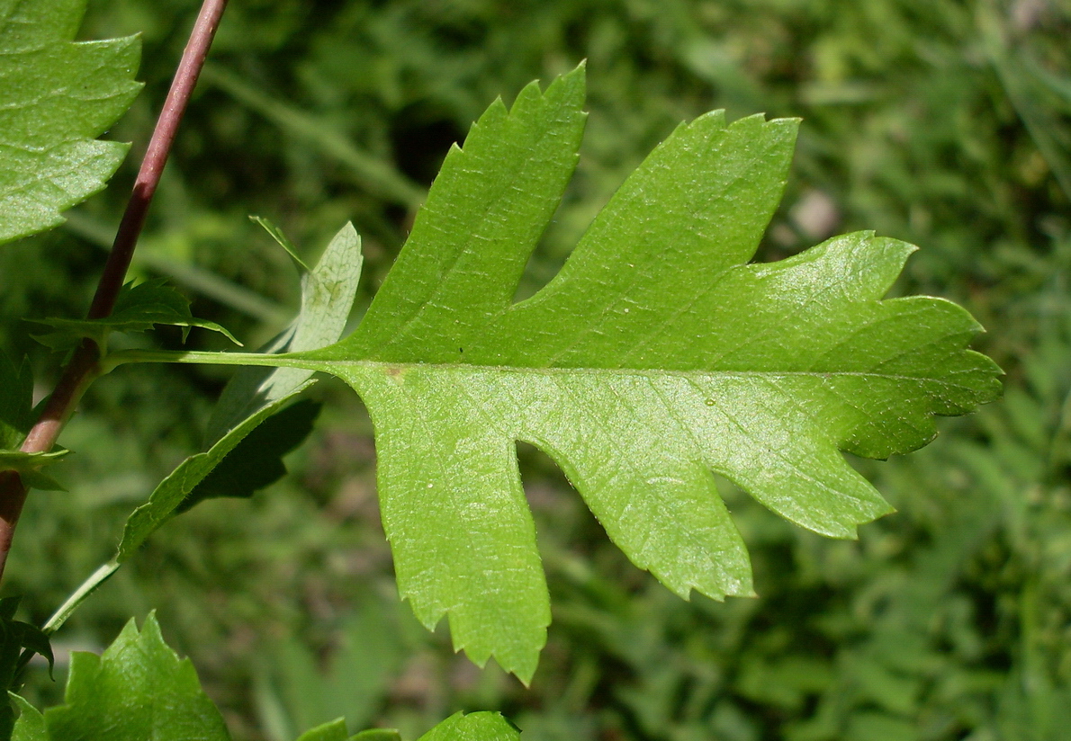 Изображение особи Crataegus monogyna.