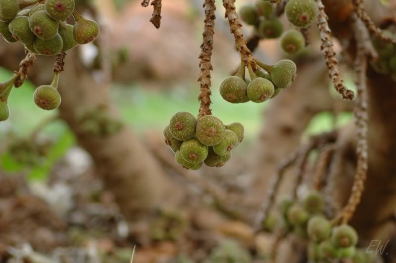 Изображение особи Ficus auriculata.