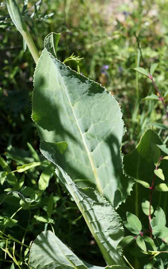 Изображение особи Ligularia heterophylla.