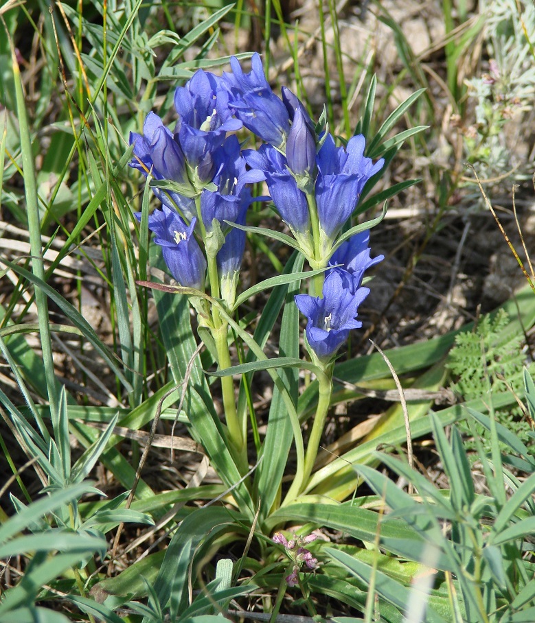 Изображение особи Gentiana decumbens.