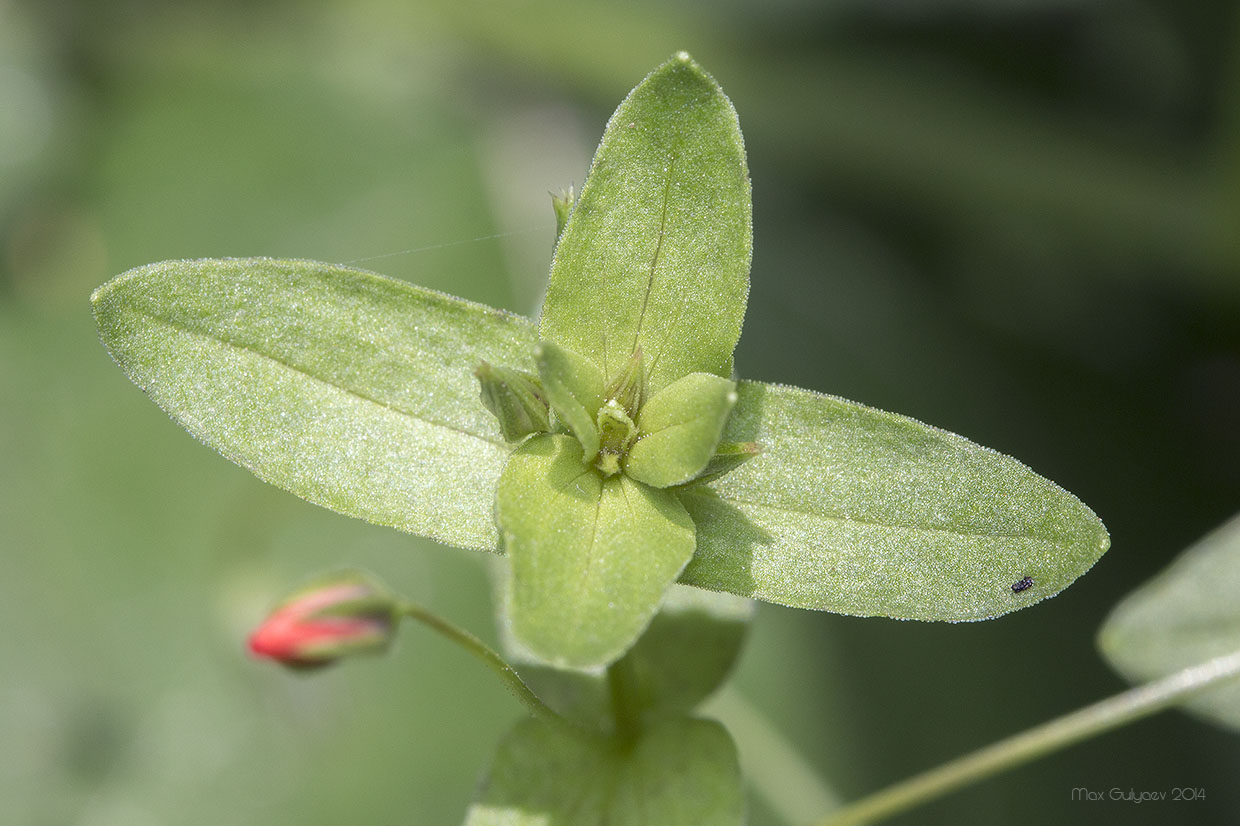 Image of Anagallis arvensis specimen.