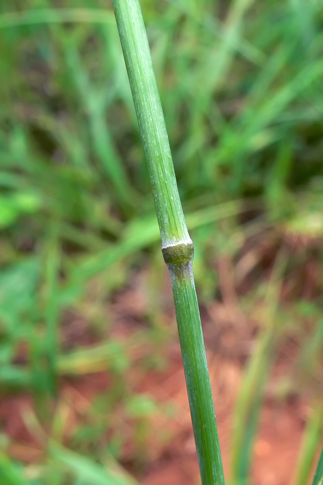 Image of Elytrigia repens specimen.