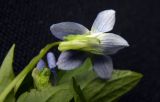 Viola canina. Цветок (вид снизу). Новгородская обл., Боровичский р-н, к с.-з. от г. Боровичи, поляна у соснового леса. 23.05.2015.
