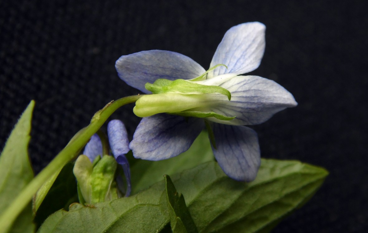 Image of Viola canina specimen.