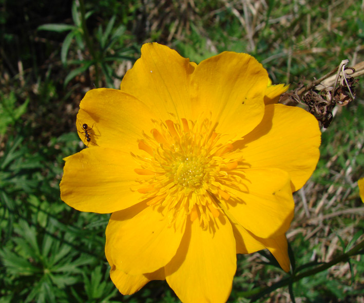 Изображение особи Trollius sibiricus.