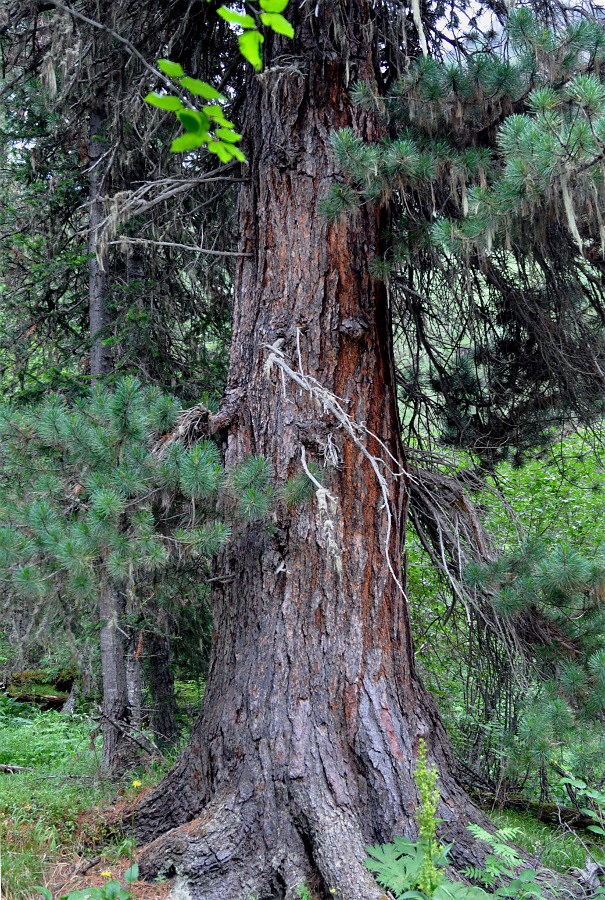 Image of Pinus sibirica specimen.