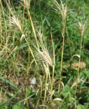 Hordeum leporinum