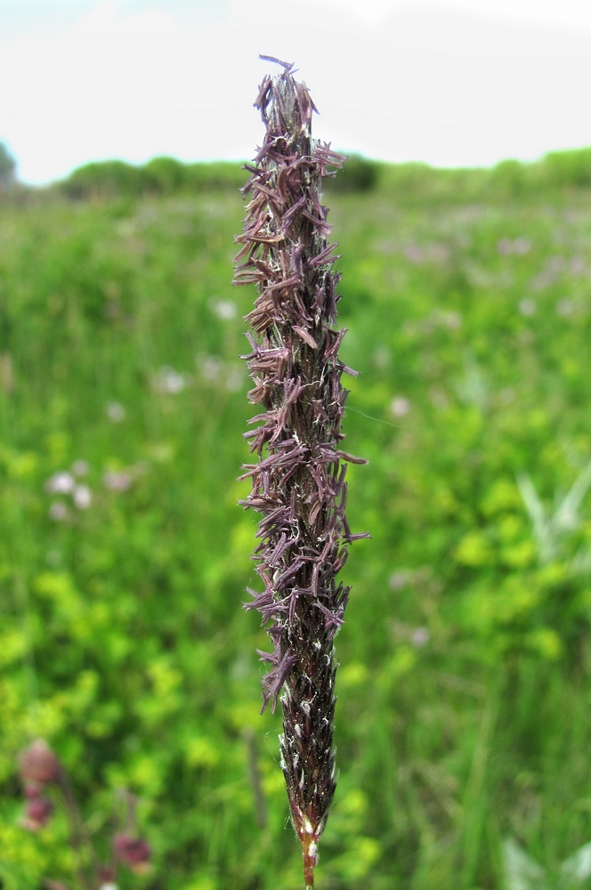 Image of Alopecurus pratensis specimen.