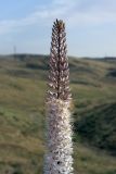 Eremurus tianschanicus