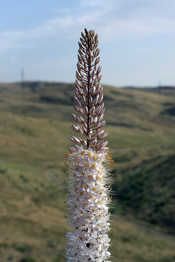 Image of Eremurus tianschanicus specimen.