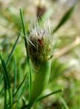 Alopecurus vaginatus