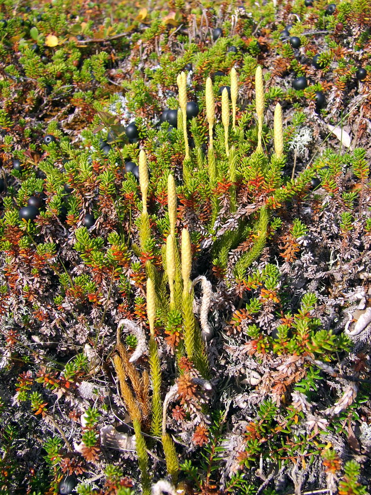 Изображение особи Lycopodium lagopus.