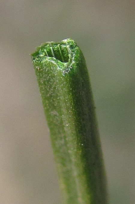 Image of Gagea liotardii specimen.