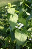 Lamium album